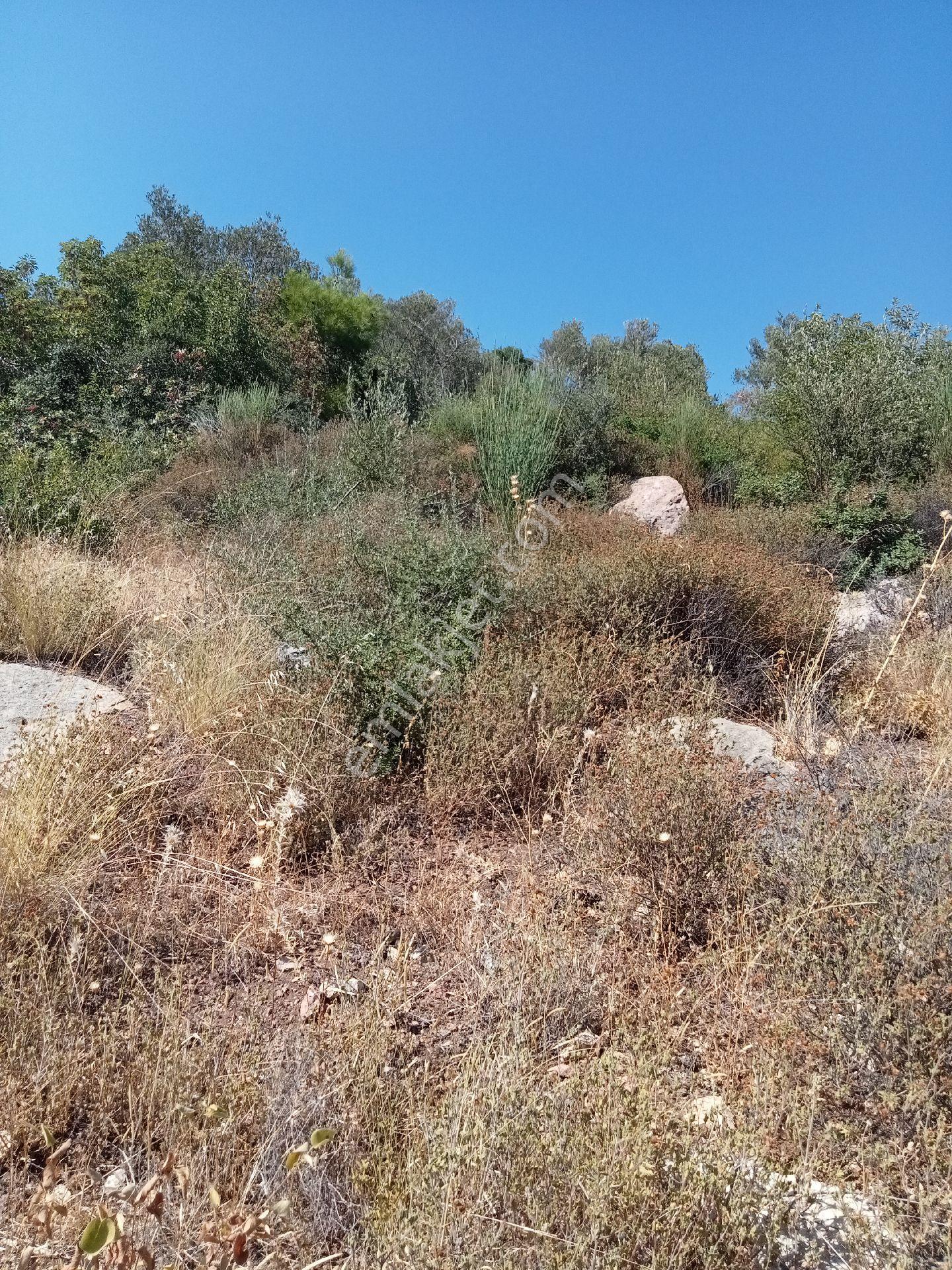 Assos Sazlı Köyüde Satılık Her Tarafından Kuş Bakışı Zeytinlik Zeytinlik - Görsel 31