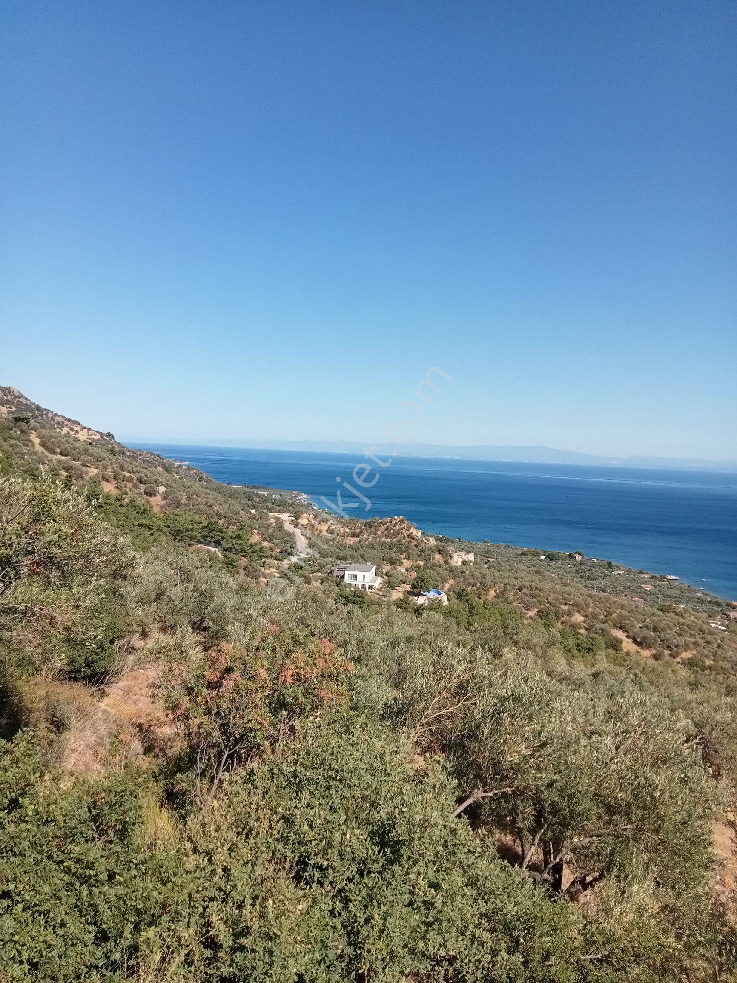 Assos Sazlı Köyüde Satılık Her Tarafından Kuş Bakışı Zeytinlik Zeytinlik - Görsel 13