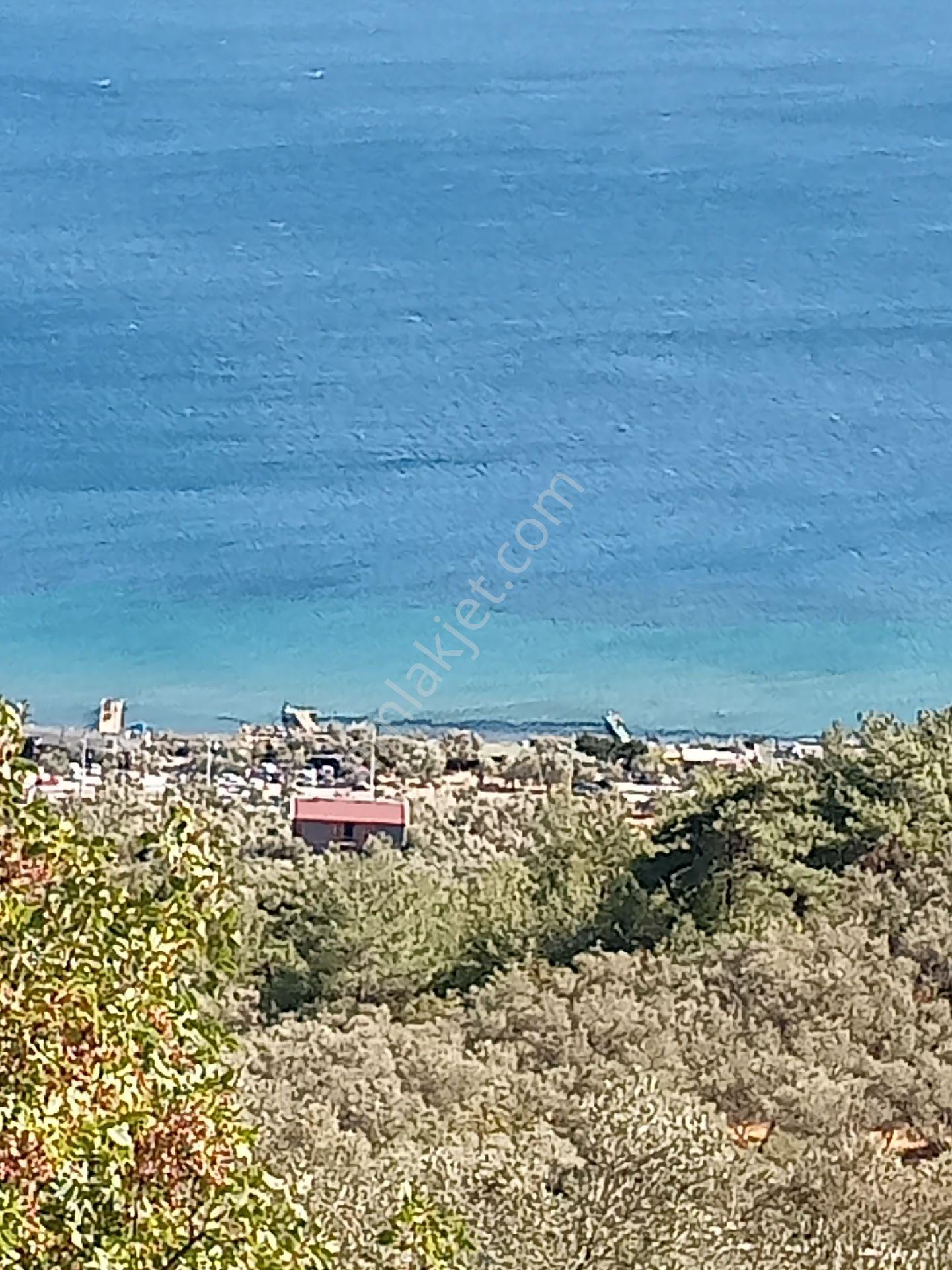 Assos Sazlı Köyüde Satılık Her Tarafından Kuş Bakışı Zeytinlik Zeytinlik - Görsel 11