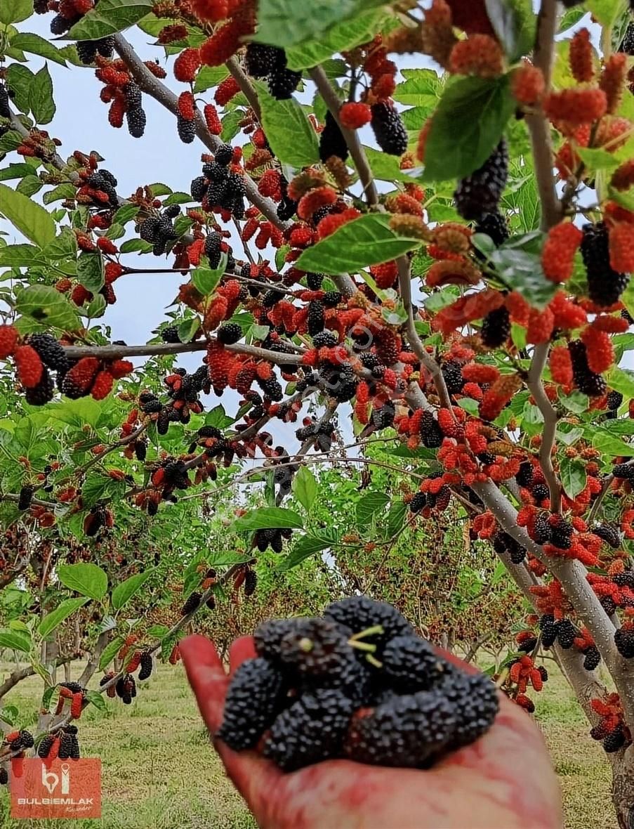 Havran Büyükdere Satılık Tarla BALIKESİR HAVRA'DA YOLU OLAN SATILIK 9482 M2 0,05 İMARLI TARLA