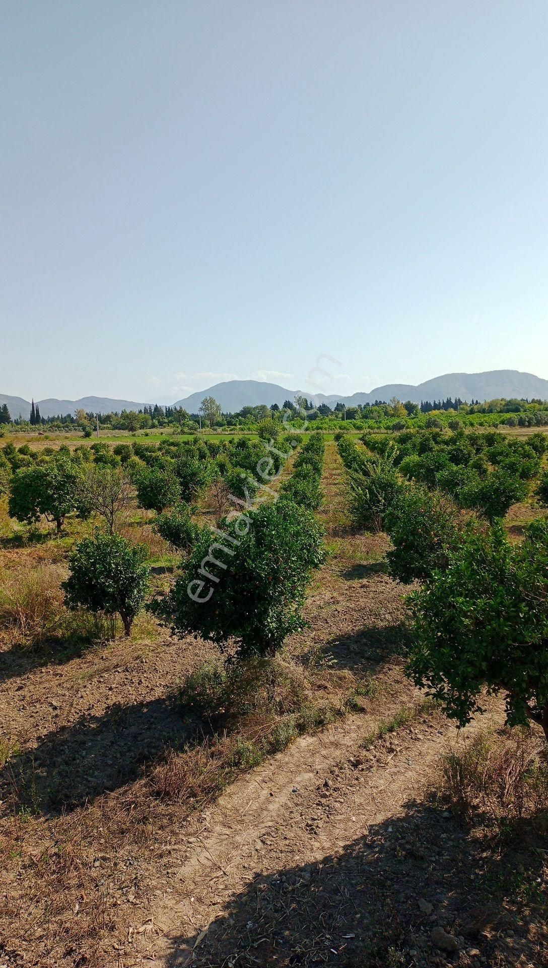 Ortaca Fevziye Satılık Tarla GHO'DAN ORTACA FEVZİYEDE SATILIK TARLA (MEYVE AĞAÇLARI VAR)