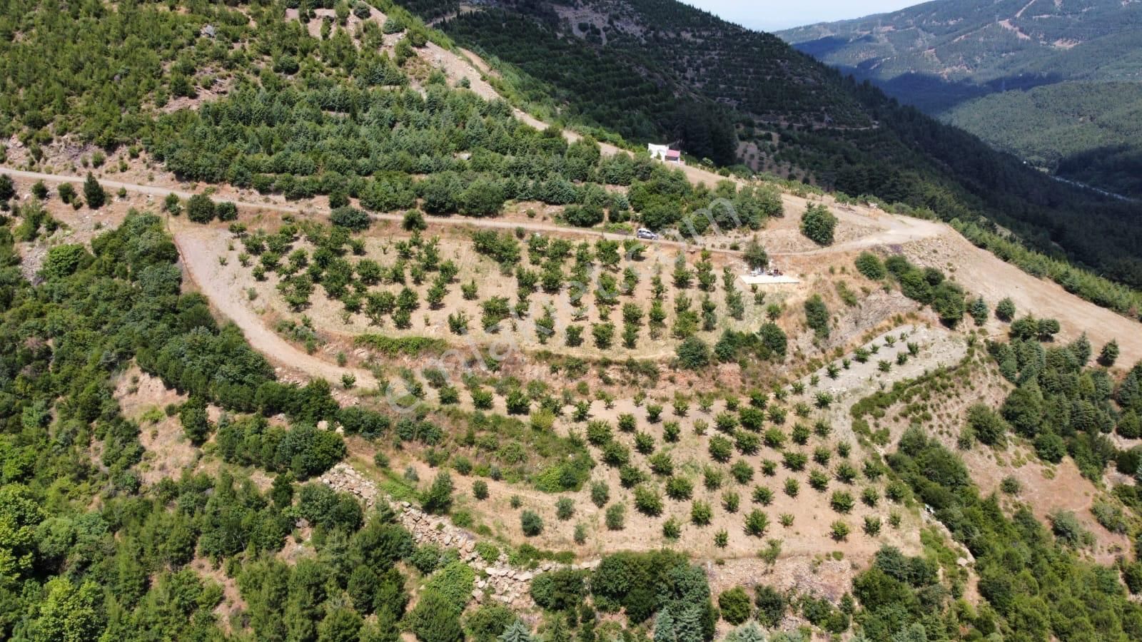 Yunusemre Karakoca Satılık Tarla  MUHTEŞEM ORMAN VE DOĞA MANZARALI SATILIK ARSA