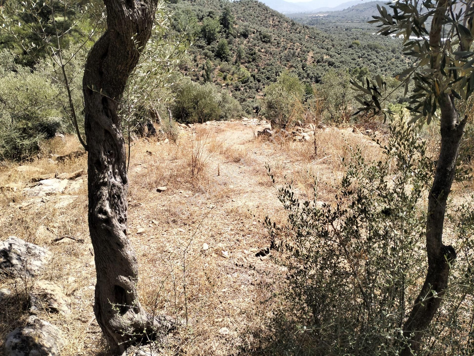 Milas Etrenli Satılık Zeytinlik  Muğla Milas 'ta Etrenli Mahallesi 'nde Satılık Zeytinlik