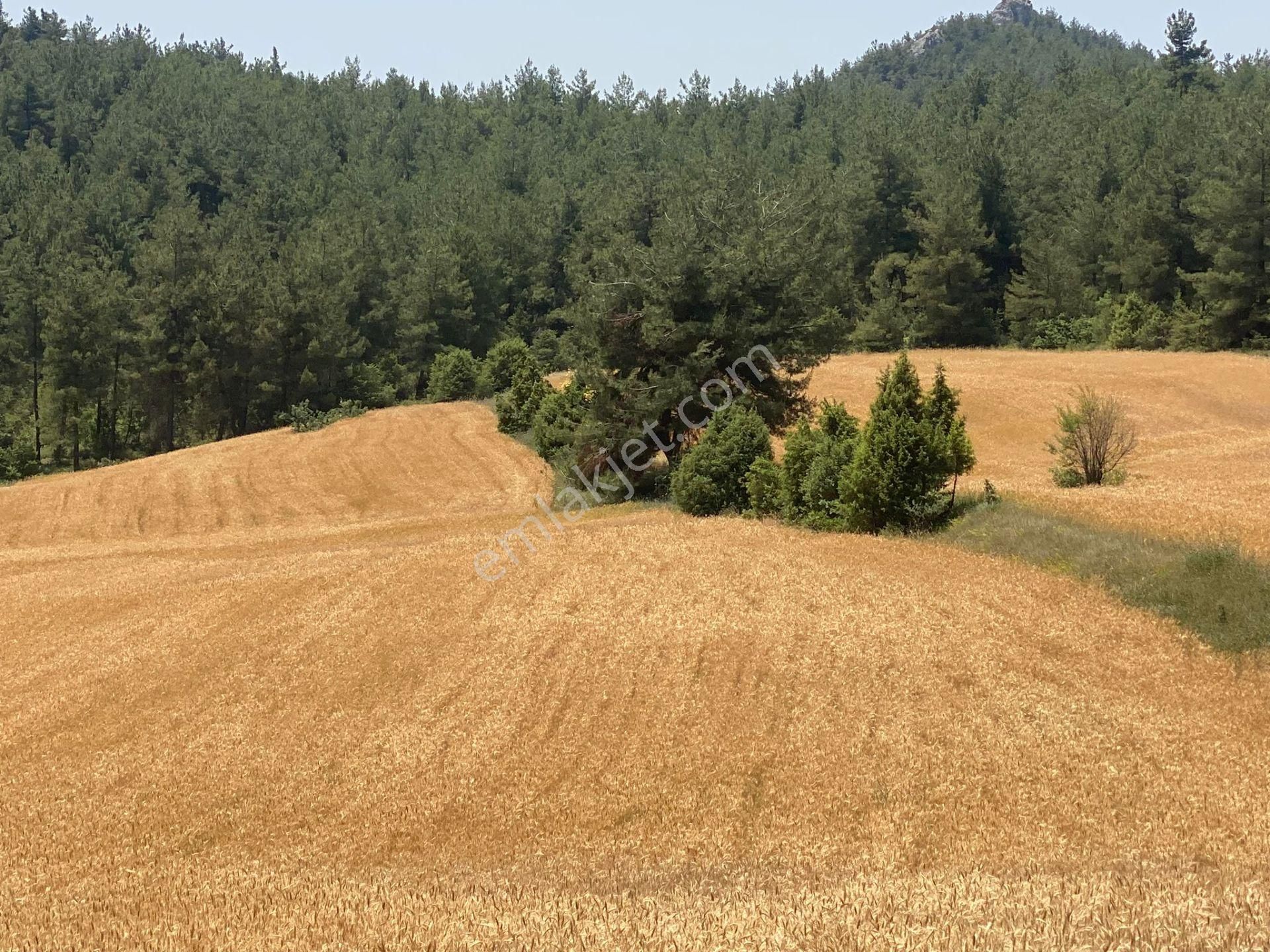 Osmaneli Günüören Köyü Satılık Tarla 2 Cephesi Orman Olup Resmi Yolu Olan 3.900 M2 Satılık Tarla