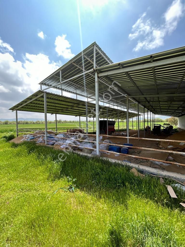 Uşak Karahanlı Yeni Mahallede Hayvancılık Ruhsatı Alınmış Çiftlik - Görsel 7