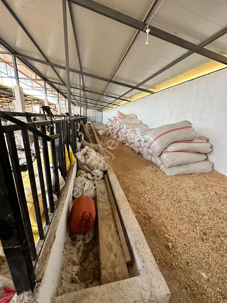 Uşak Karahanlı Yeni Mahallede Hayvancılık Ruhsatı Alınmış Çiftlik - Görsel 23