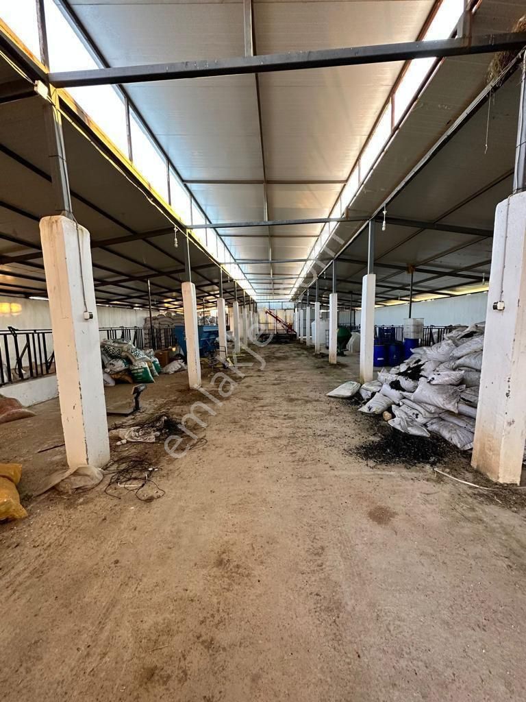 Uşak Karahanlı Yeni Mahallede Hayvancılık Ruhsatı Alınmış Çiftlik - Görsel 28