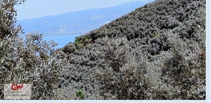 İznik Aydınlar Satılık Zeytinlik IZNiK'TE MUHTESEM GÖL MANZARALI SATILIK ARAZI