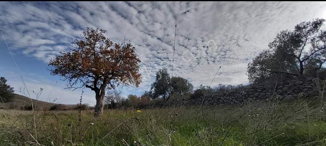 Aliağa Karakuzu Satılık Tarla  Karakuzu da Satılık Tarla