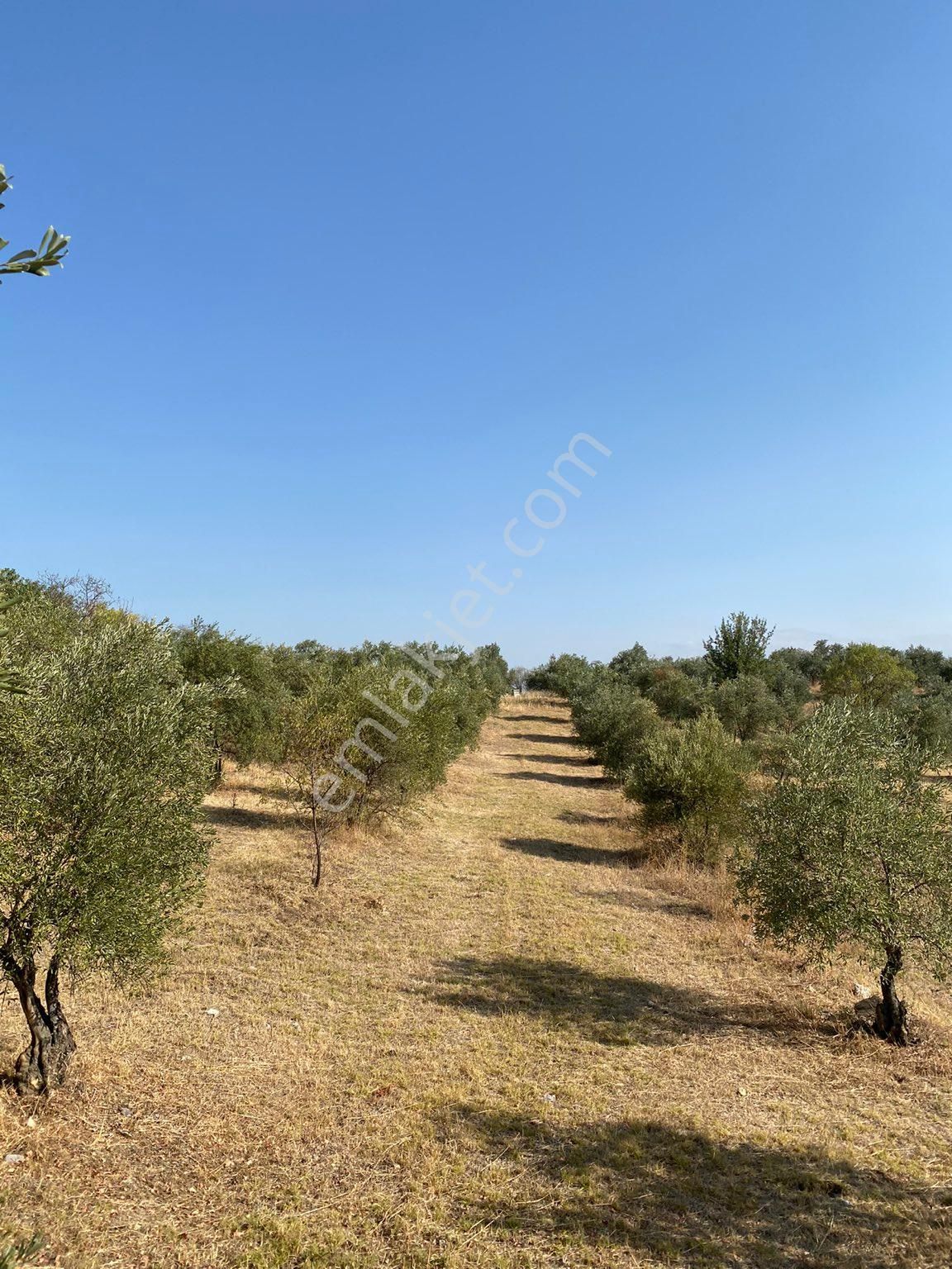 Döşemealtı Camili Satılık Tarla Döşemealtı camili 1687m2 zeytin bahçesi