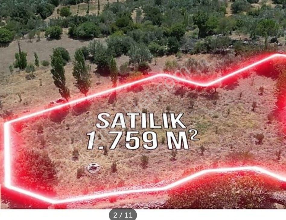 Bergama Çamoba Satılık Zeytinlik izmir bergama çamoba mahallesinde satılık zeytin tarlası