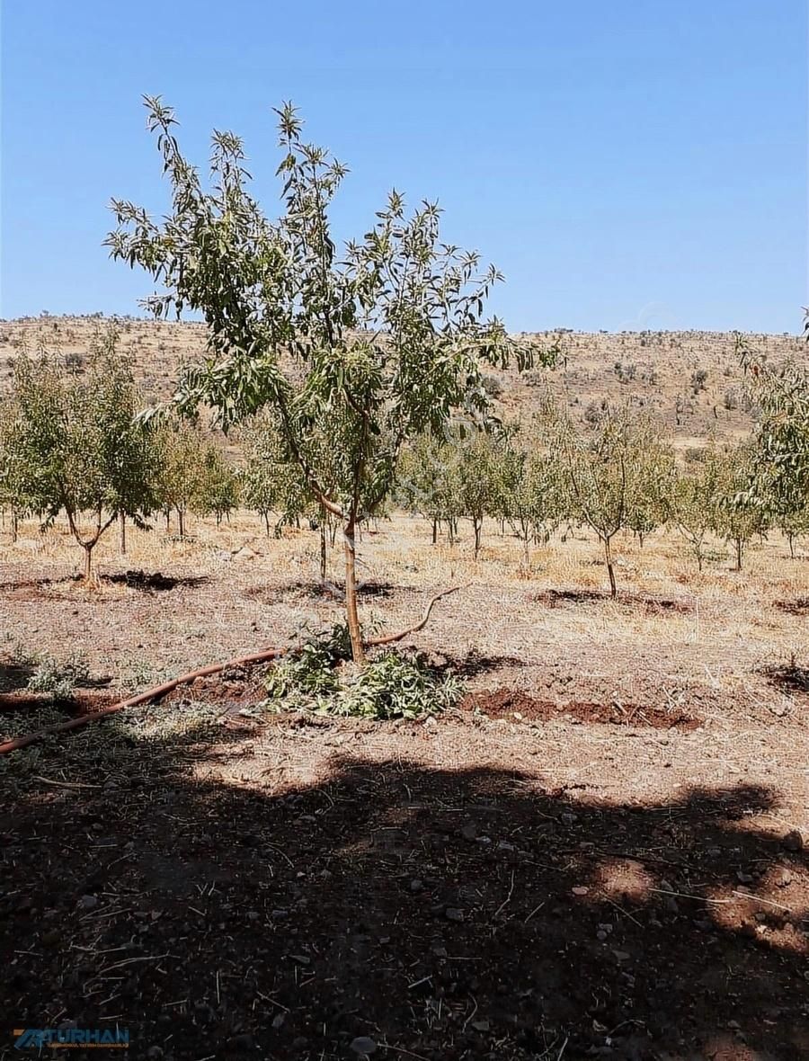 Dikili Kızılçukur Satılık Tarla TURHAN`dan Uygun Fiyata Verimli Tarla ,