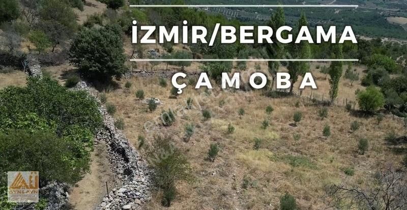 Bergama Çamoba Satılık Tarla İzmir Bergama Çamoba köyünde satılık zeytinli arazi