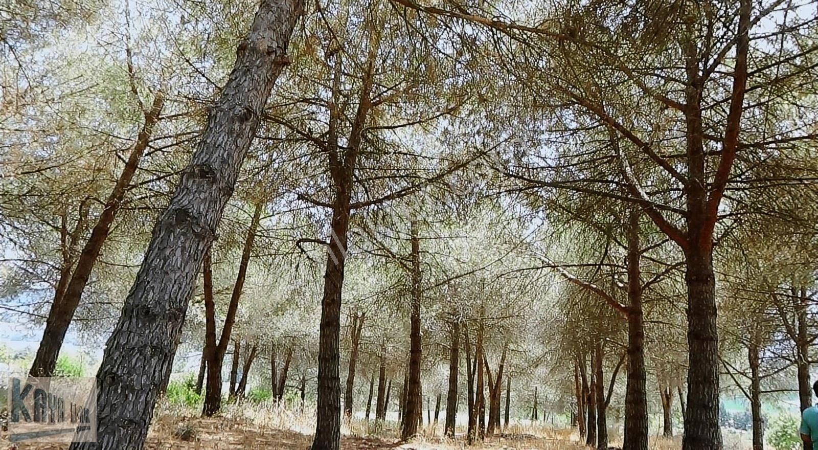 Gönen Tütüncü Satılık Tarla GÖNENE 3 KM SU YOL VAR