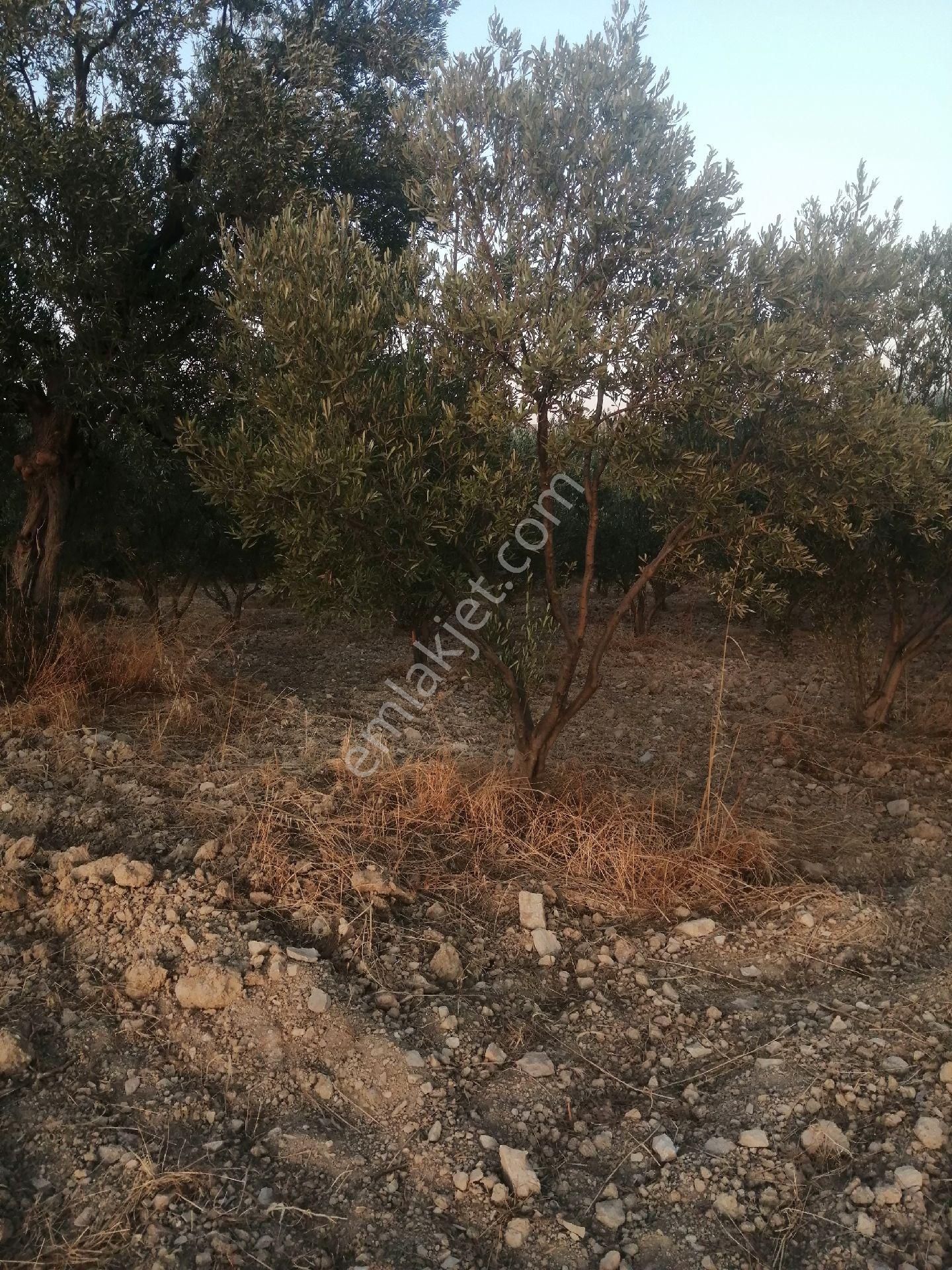 Menemen İğnederede Harika Konumda 5 Dönüm Satılık Zeytinlik - Görsel 9