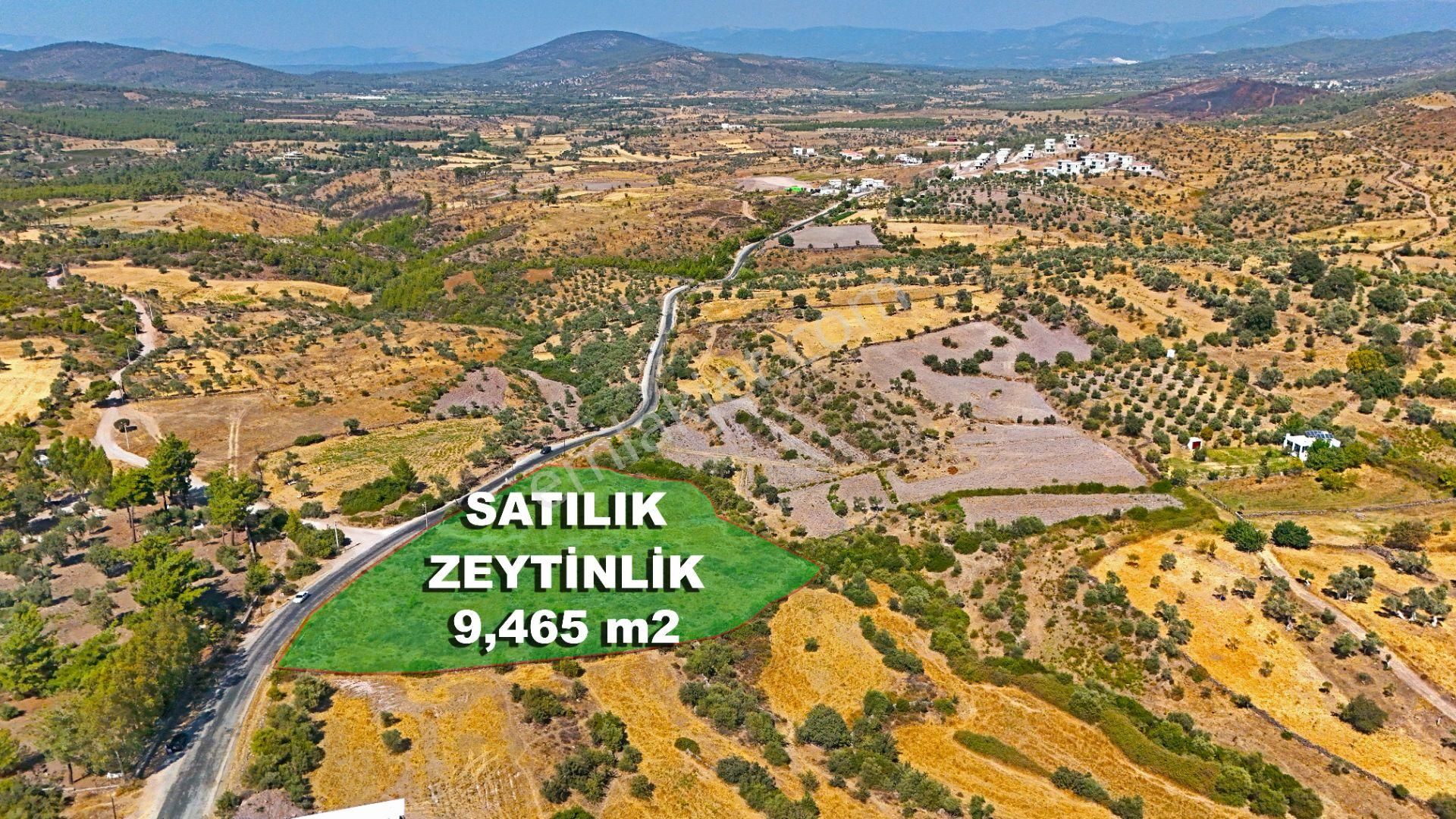 Bodrum Mumcular'da Satılık Zeytinlik - 9465 M² - Görsel 3