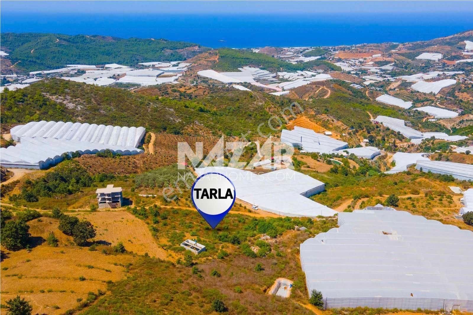 Alanya Hocalar Satılık Tarla Alanya Hocalar'da Satılık 2.552 m² Tarla – Avokado Bahçesi