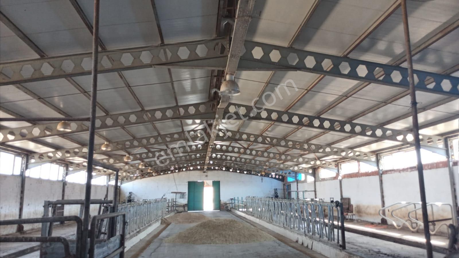 Damla Emlaktan Porsuk Köyü Yanında Satılık Çiftlik - Görsel 6