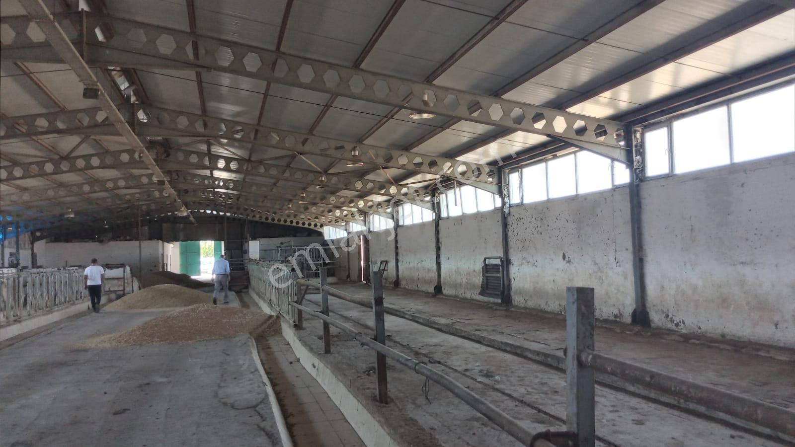 Damla Emlaktan Porsuk Köyü Yanında Satılık Çiftlik - Görsel 7