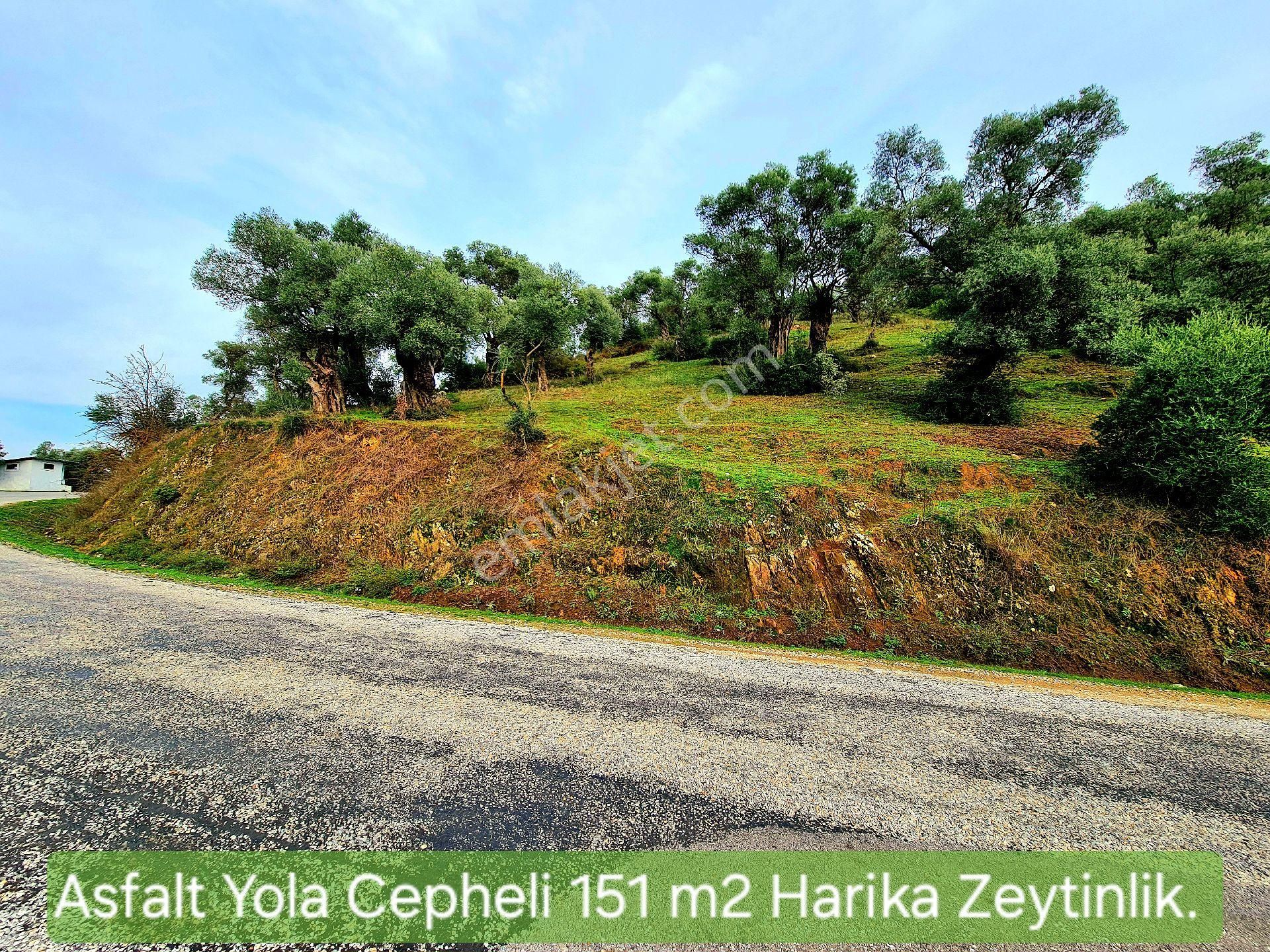 Bayındır Gaziler Satılık Zeytinlik İzmir Bayındır Gaziler'de 151 m2 Asfalt Yola Cepheli Güzel Zeytinlik. Açıklamayı Okuyup Arayınız.