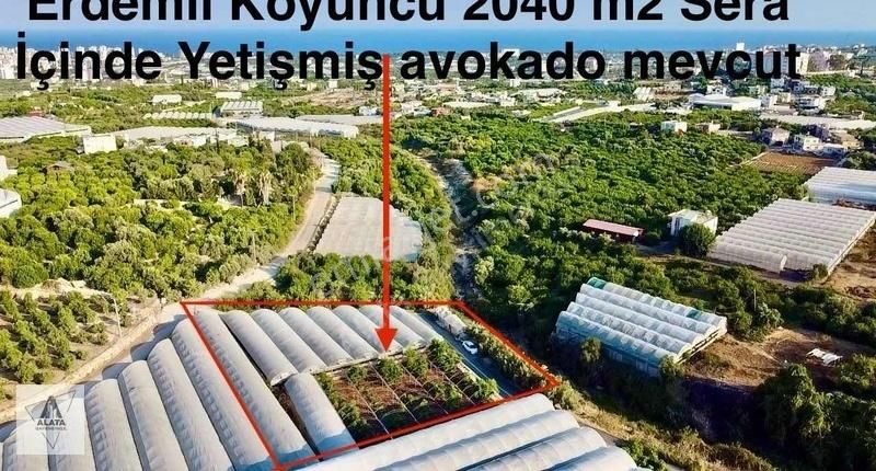 Erdemli Koyuncu Satılık Tarla Erdemli Koyuncu mh.Satılık Sera 2 Dönüm Müstakil Tapu