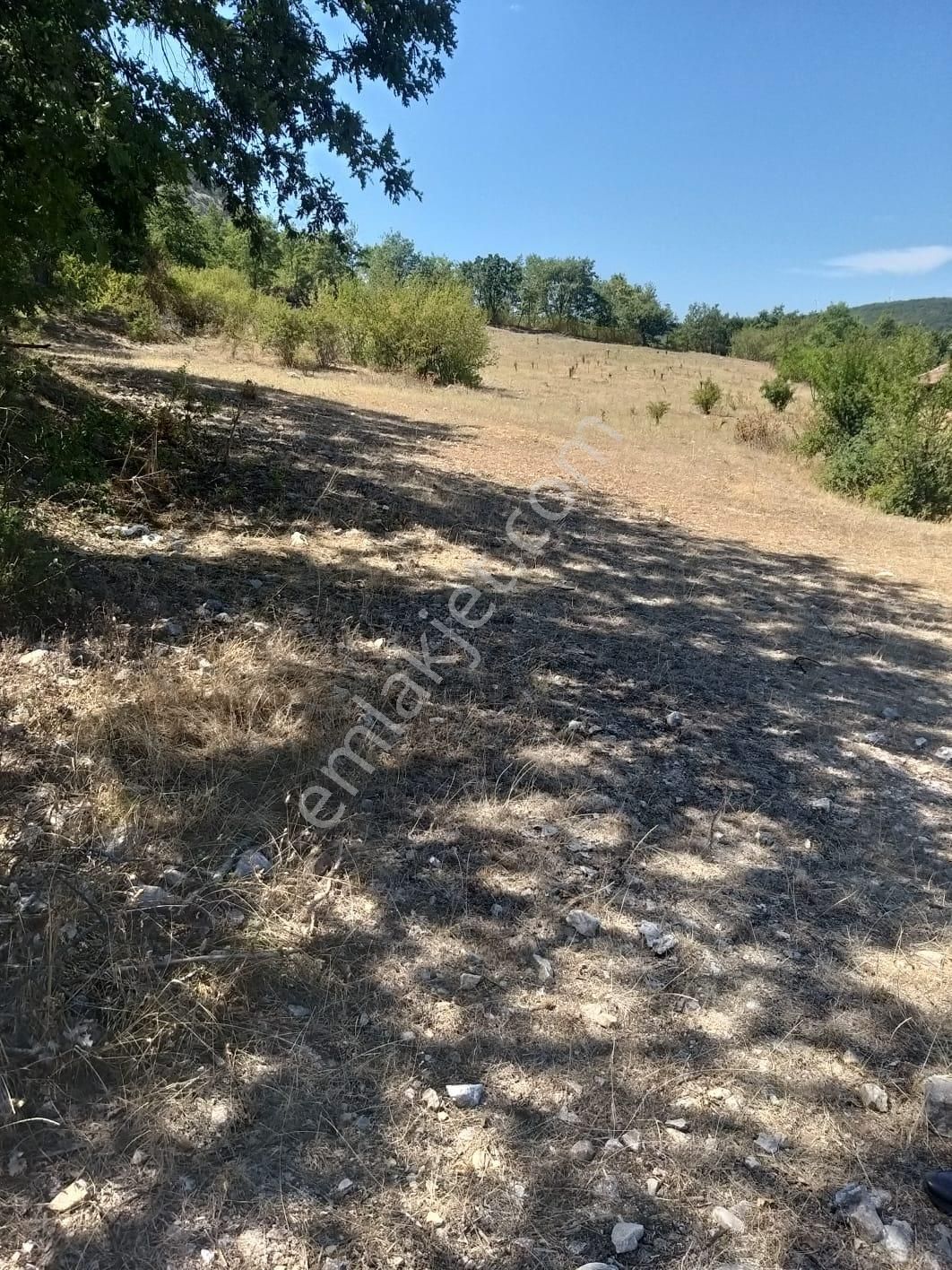 Bilecik Bozüyük Kuyupınar Köyünde Satılık Çiftlik - Görsel 2