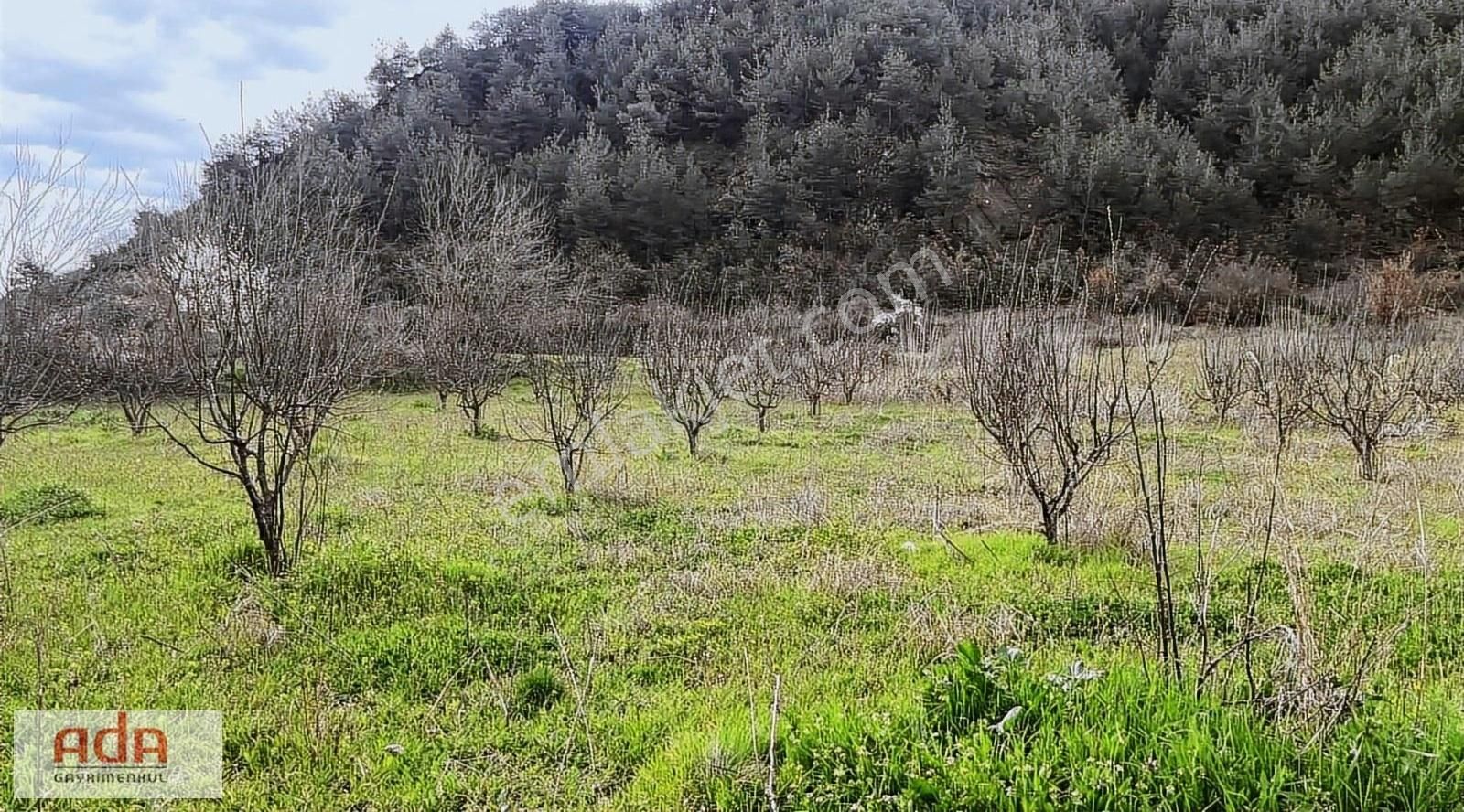 Geyve Karacaören Satılık Tarla Ada Gayrimenkulden Satılık Bakımlı Ayva Bahçesi