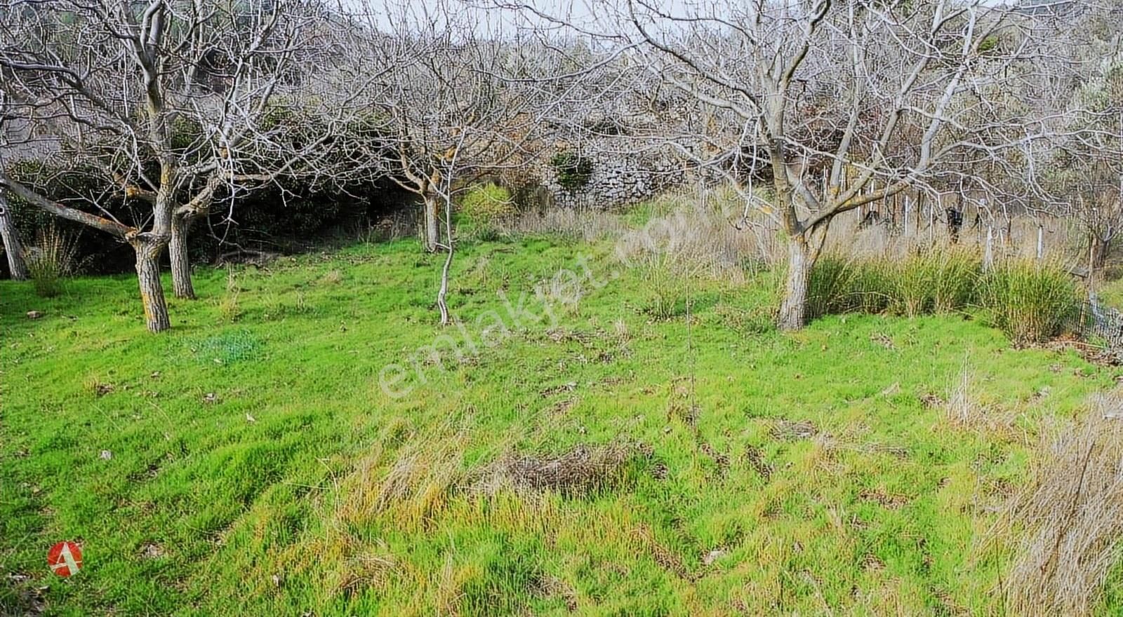 Ayvacık Kayalar Köyü (Kayalar Mücavir) Satılık Tarla ÇANAKKALE, AYVACIK, KAYALAR KÖYÜ, İMAR SINIRINDA SATILIK BAHÇE