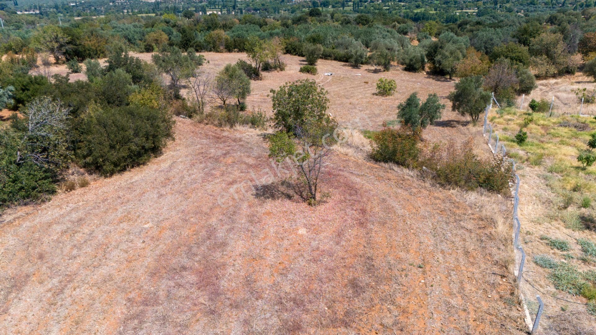 Karacasu Çamköy Satılık Zeytinlik  KARACASU ÇAMKÖY MAH DE SATILIK BAHÇE 