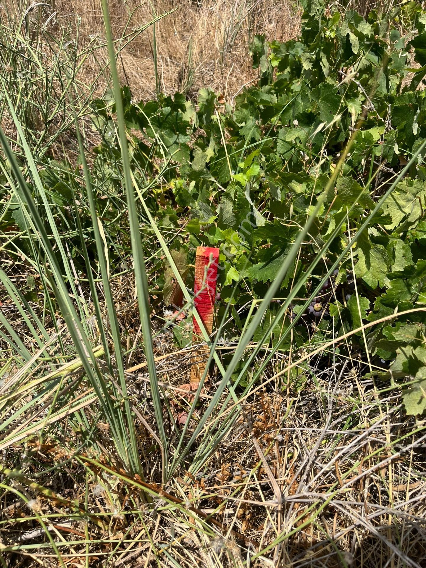 İzmir/menemen/bağcılar Mh:paylı Mülkiyetli Tarla - Görsel 13