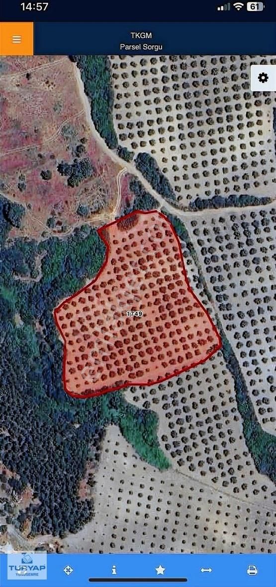 Kırkağaç İlyaslar Satılık Zeytinlik İLYASLAR MAHALLESİNDE 9000 m2 TEK TAPU ZEYTİNLİK