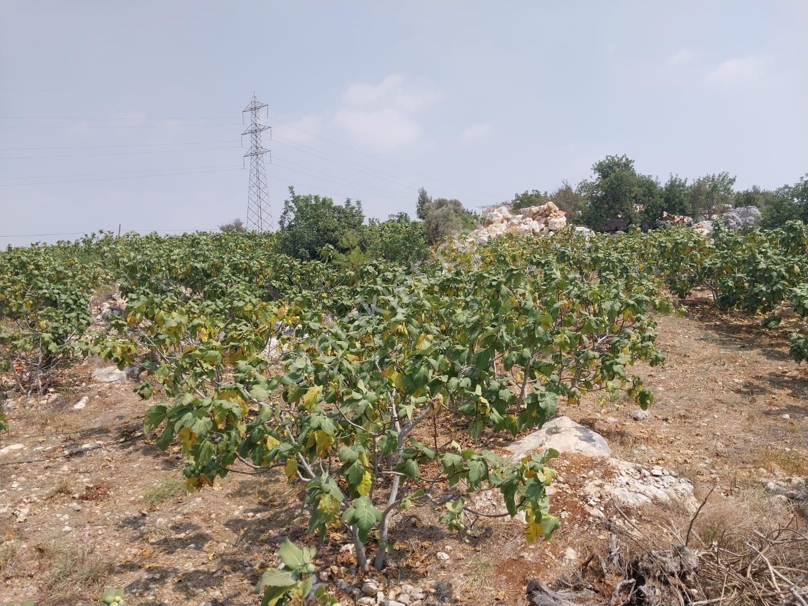 Tarsus Hacıhamzalı Satılık Tarla 10 Yaşında Satlik İncir Bahçesi