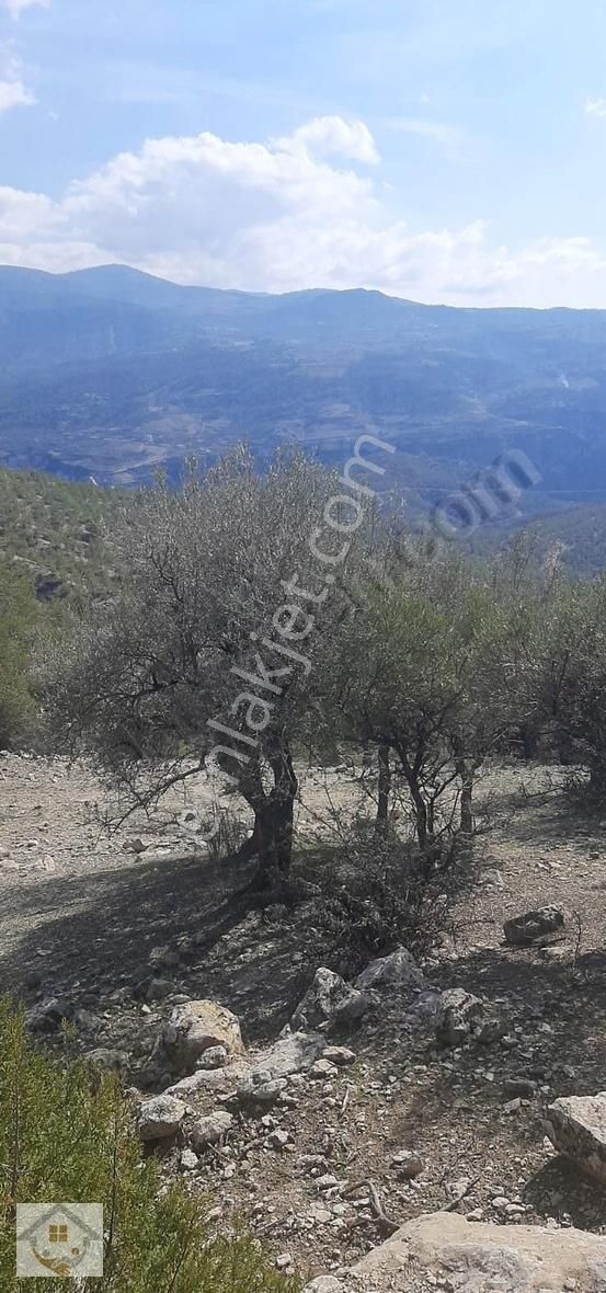 Mut Çatalharman Satılık Tarla MERSİN MUT ÇAKALLI KÖYÜ SATILIK TARLA