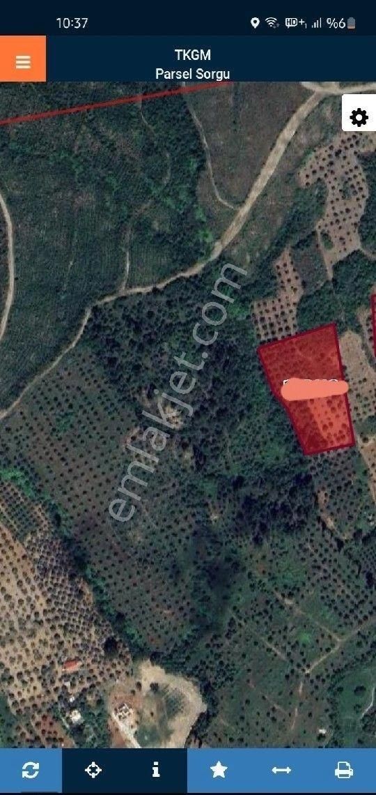 Kuşadası Yeniköy Satılık Bağ & Bahçe Kuşadası Yenıköyde Tek Tapu 7.972m2 Satılık Bağ