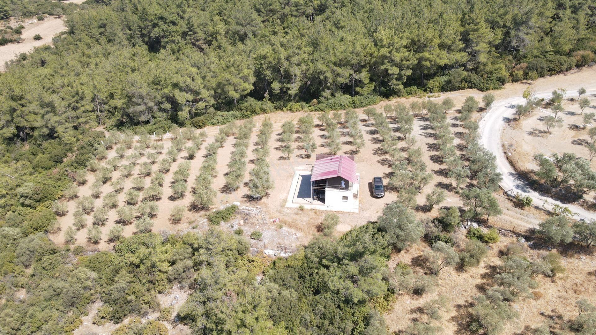 İzmir Ataköy'de Satılık Tek Tapu 2.260 M2 Muhteşem Dağ Evi Zeytinlik - Görsel 20