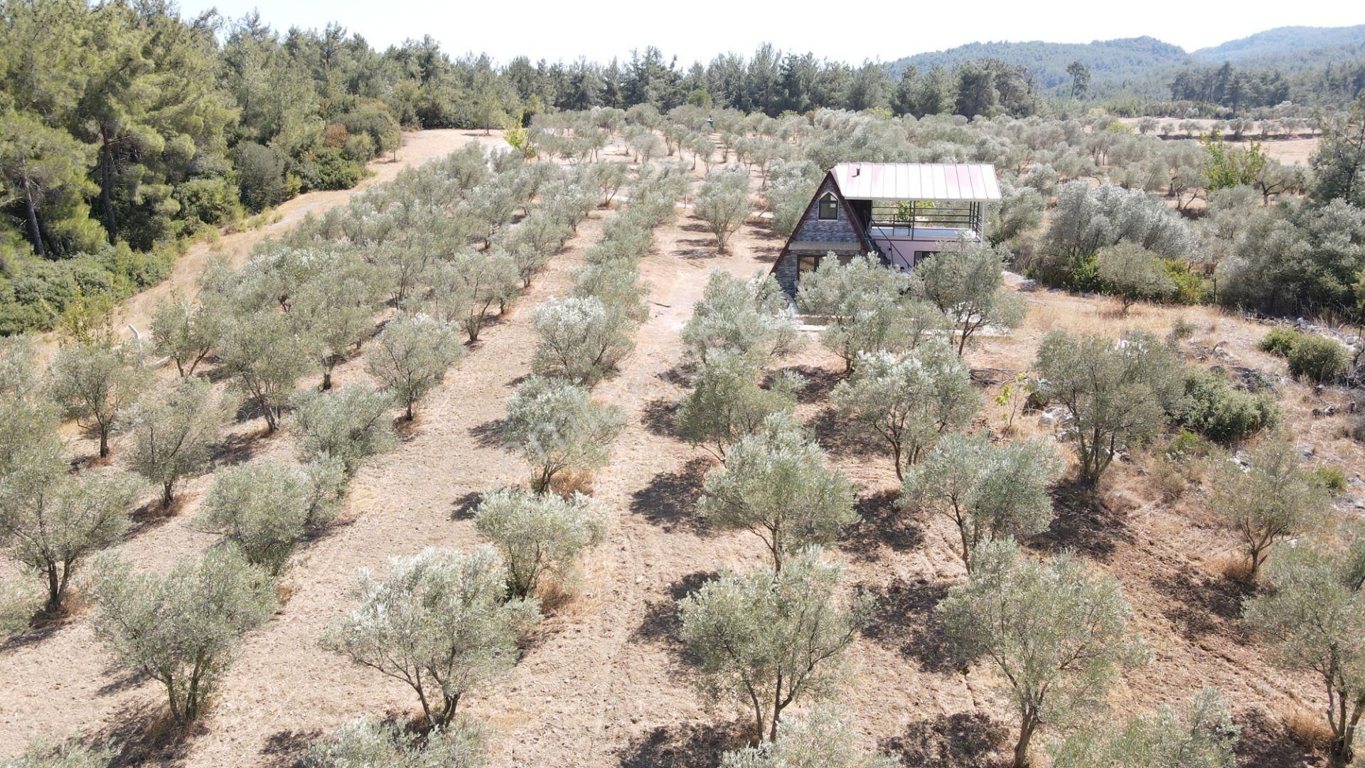 İzmir Ataköy'de Satılık Tek Tapu 2.260 M2 Muhteşem Dağ Evi Zeytinlik - Görsel 15