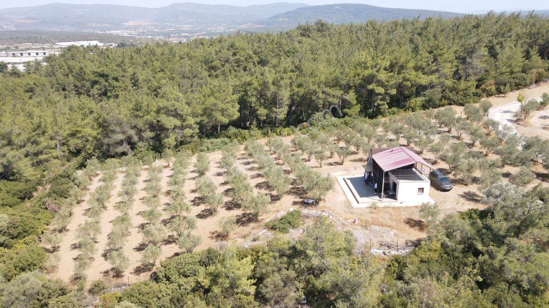 İzmir Ataköy'de Satılık Tek Tapu 2.260 M2 Muhteşem Dağ Evi Zeytinlik - Görsel 16