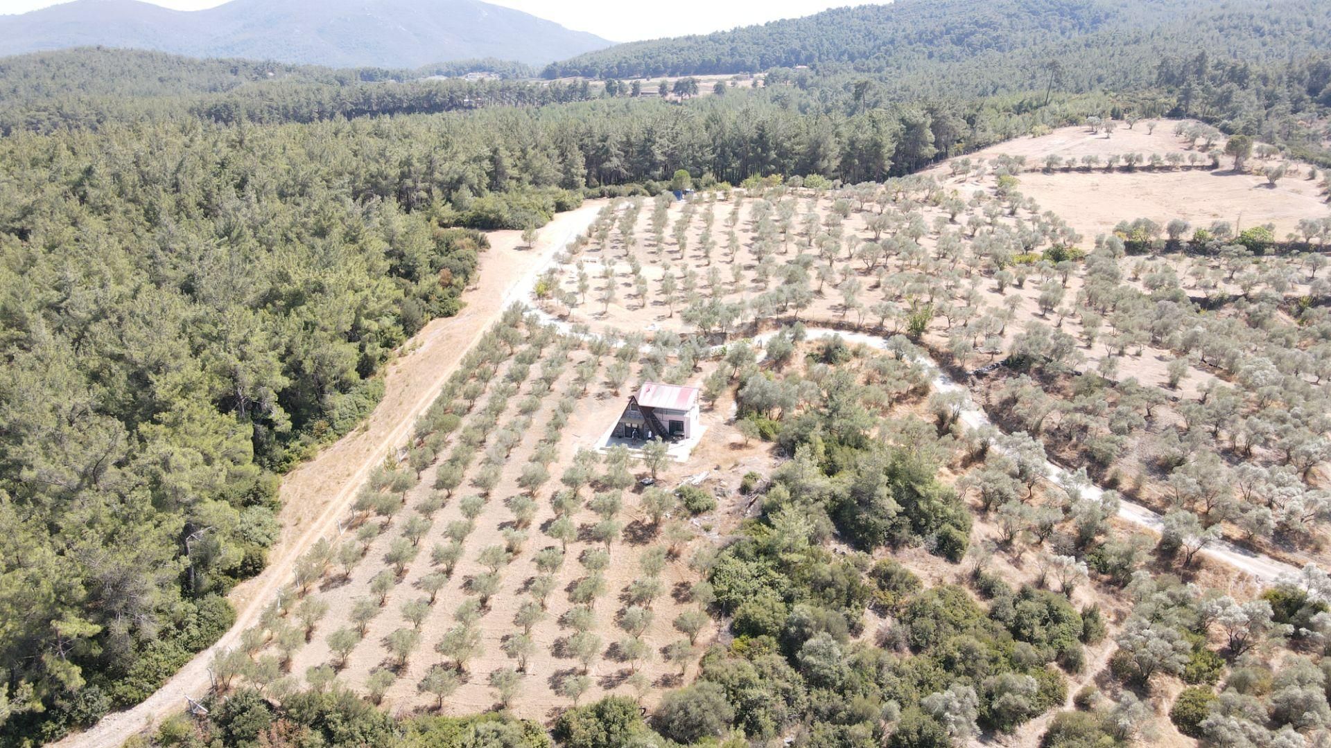 İzmir Ataköy'de Satılık Tek Tapu 2.260 M2 Muhteşem Dağ Evi Zeytinlik - Görsel 10