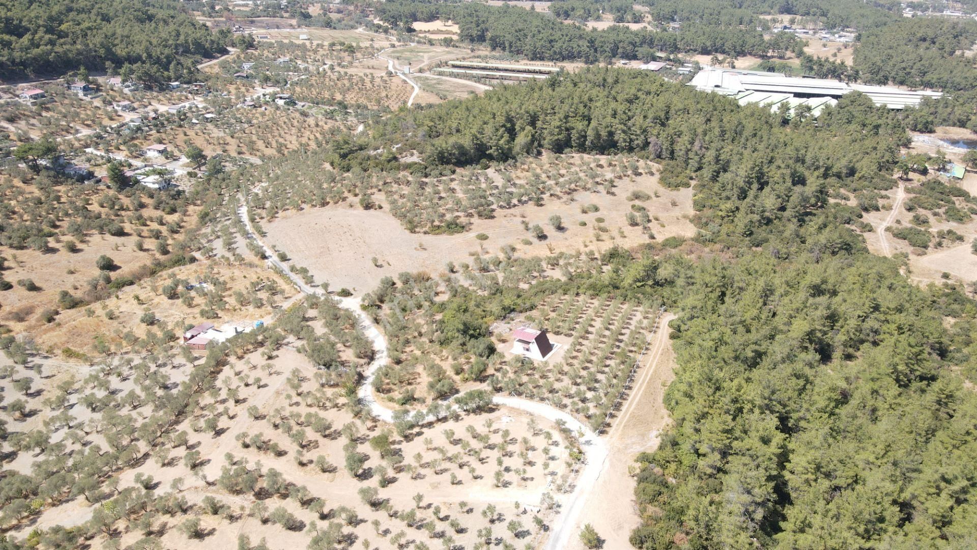 İzmir Ataköy'de Satılık Tek Tapu 2.260 M2 Muhteşem Dağ Evi Zeytinlik - Görsel 24