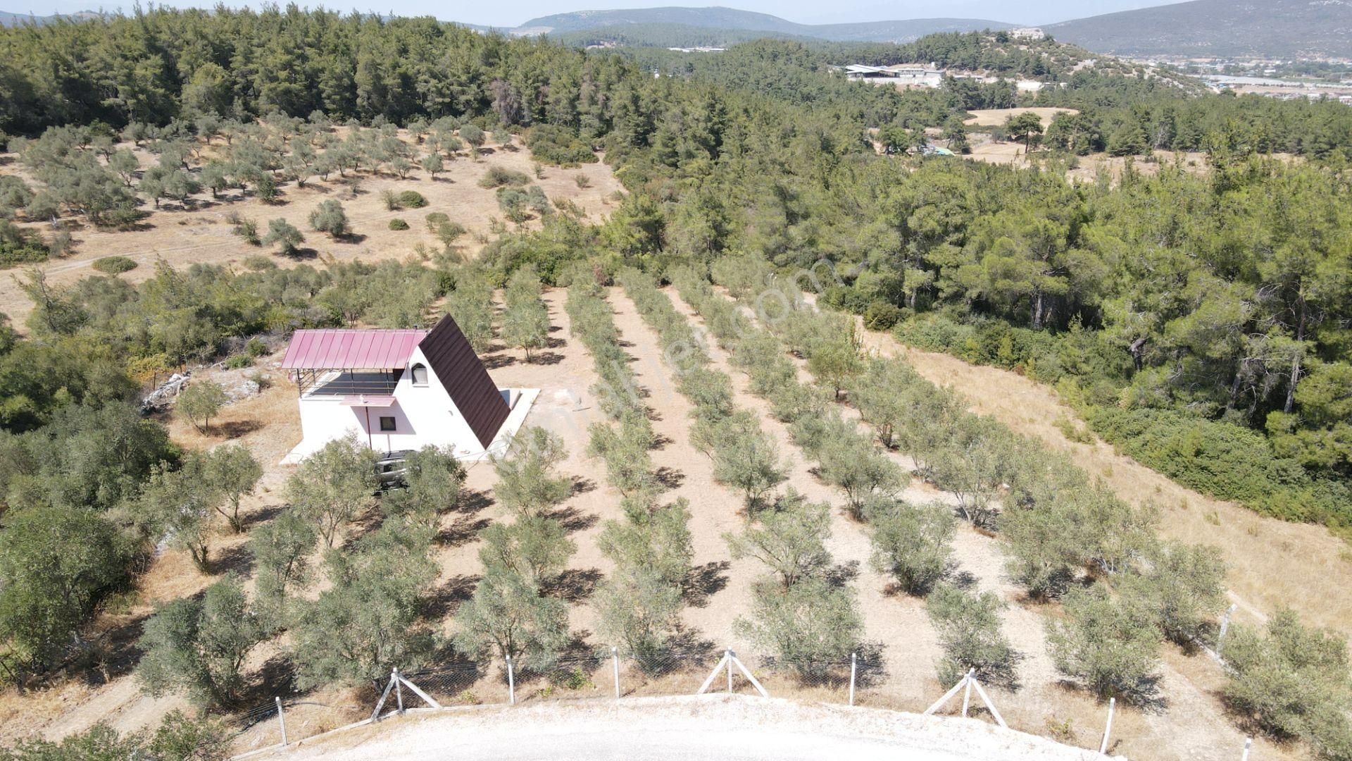 İzmir Ataköy'de Satılık Tek Tapu 2.260 M2 Muhteşem Dağ Evi Zeytinlik - Görsel 11