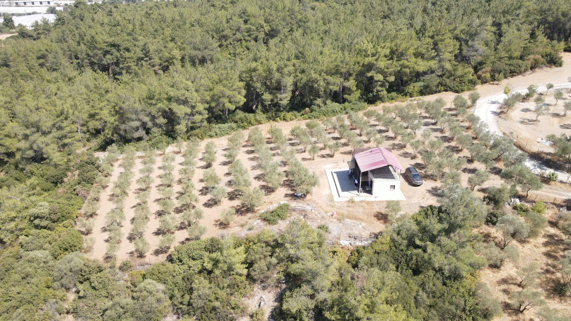 İzmir Ataköy'de Satılık Tek Tapu 2.260 M2 Muhteşem Dağ Evi Zeytinlik - Görsel 22