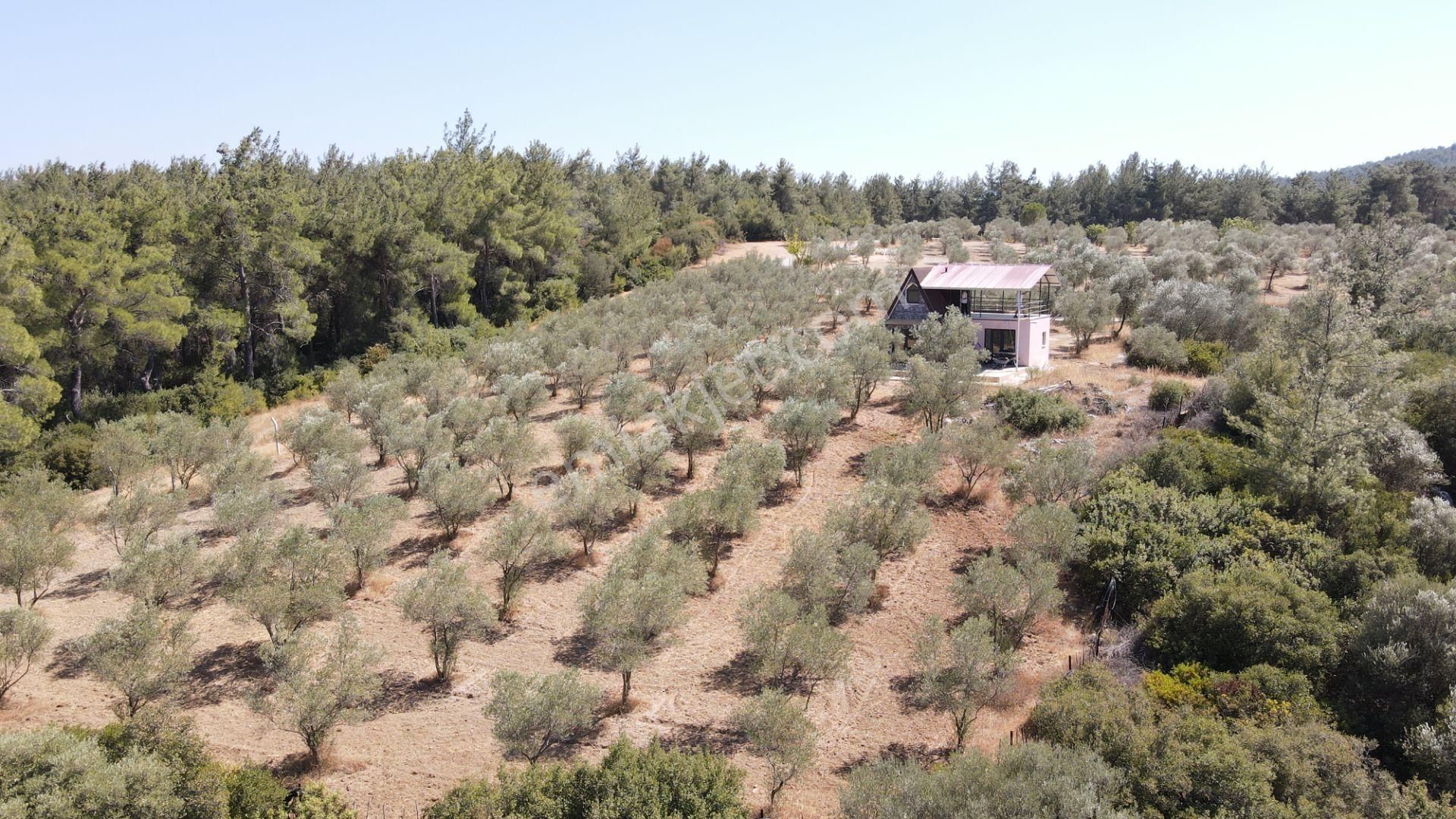 İzmir Ataköy'de Satılık Tek Tapu 2.260 M2 Muhteşem Dağ Evi Zeytinlik - Görsel 18