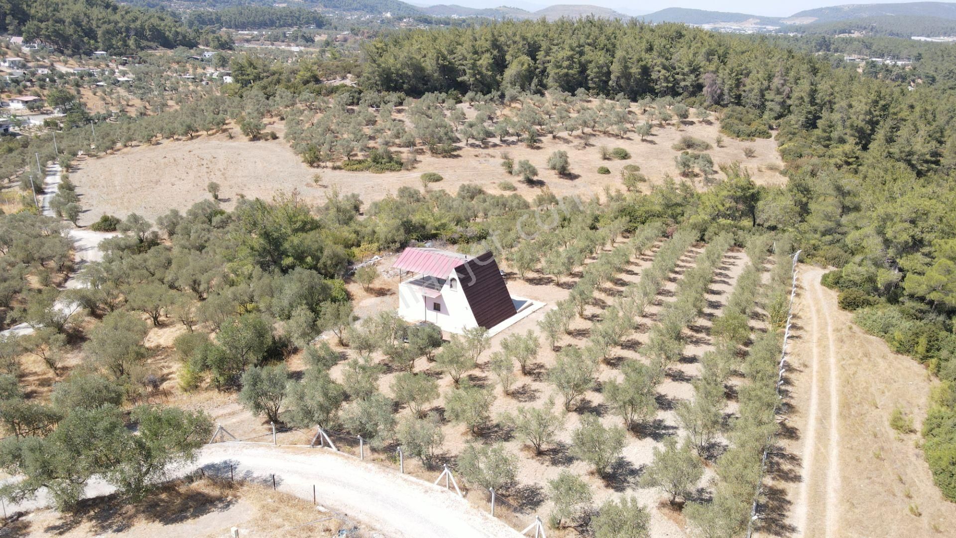 İzmir Ataköy'de Satılık Tek Tapu 2.260 M2 Muhteşem Dağ Evi Zeytinlik - Görsel 3