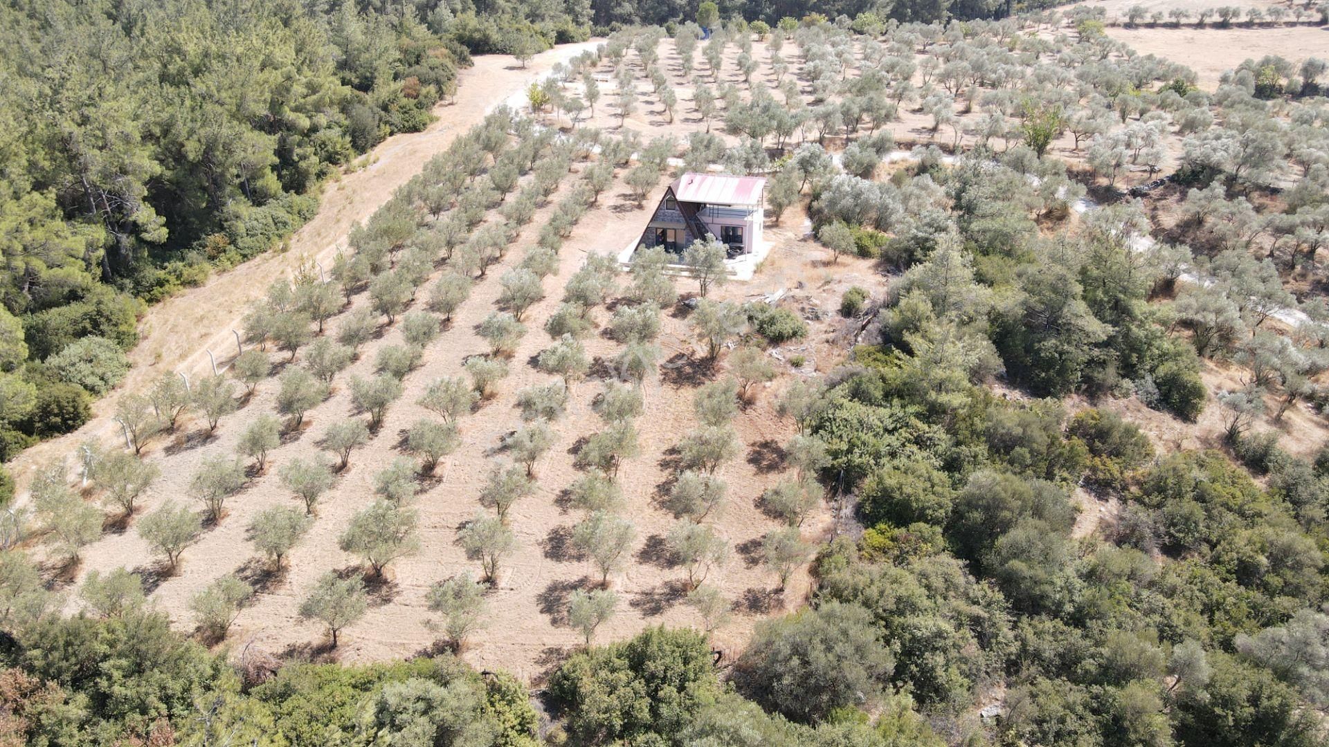 İzmir Ataköy'de Satılık Tek Tapu 2.260 M2 Muhteşem Dağ Evi Zeytinlik - Görsel 6