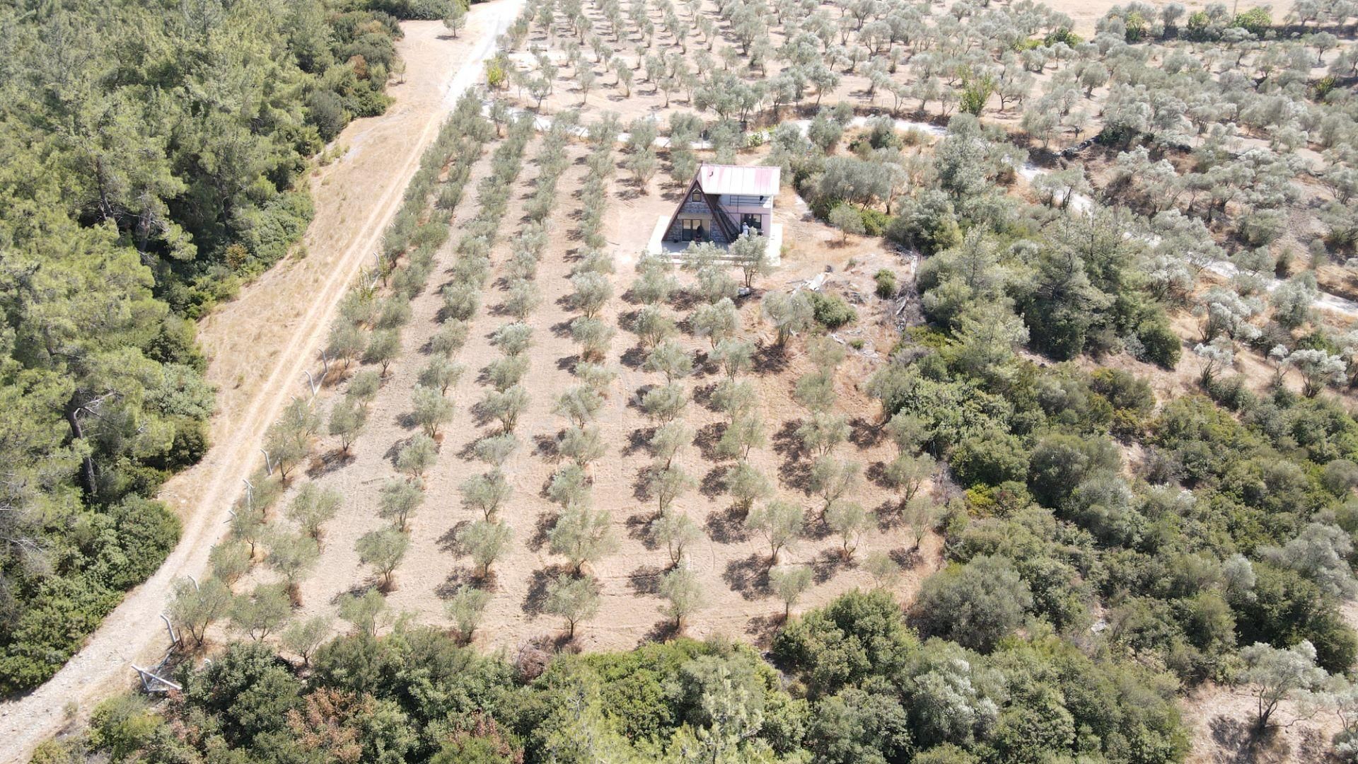 İzmir Ataköy'de Satılık Tek Tapu 2.260 M2 Muhteşem Dağ Evi Zeytinlik - Görsel 17