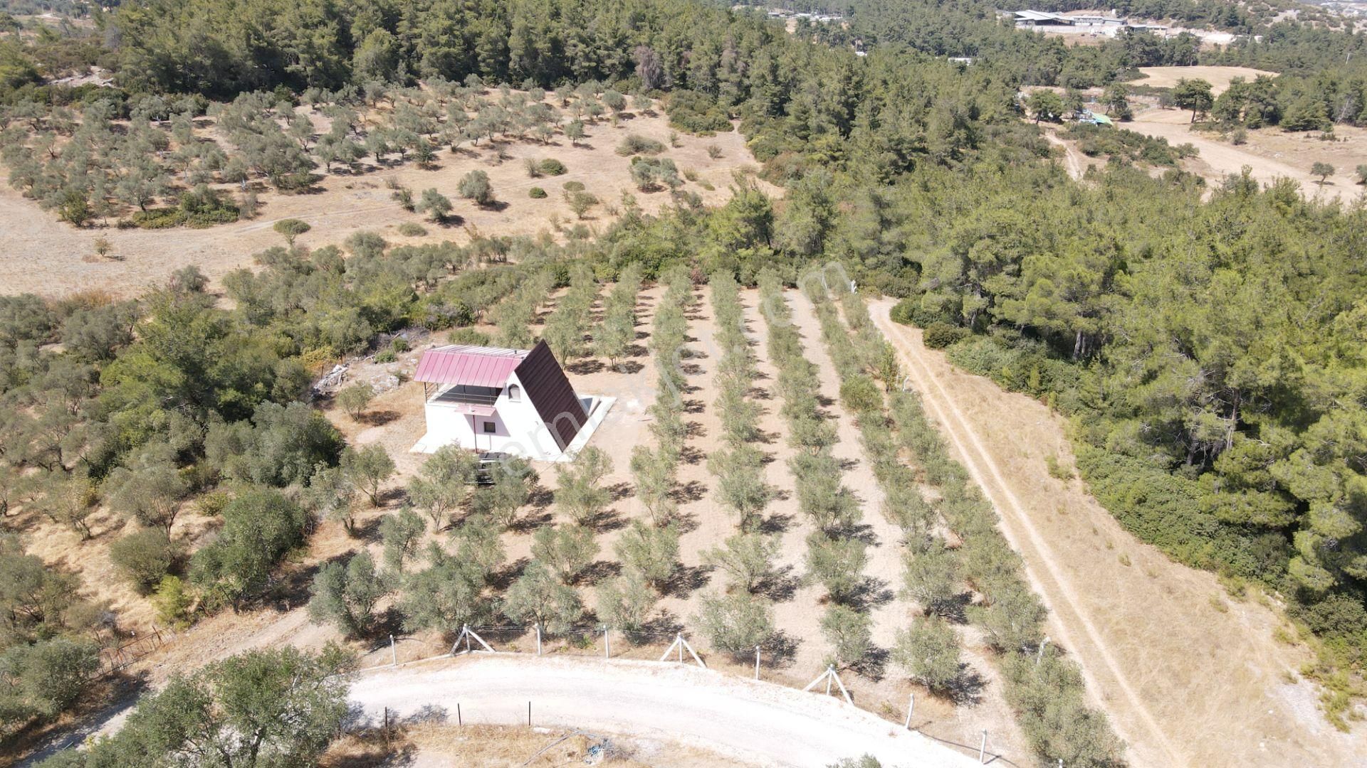 İzmir Ataköy'de Satılık Tek Tapu 2.260 M2 Muhteşem Dağ Evi Zeytinlik - Görsel 14