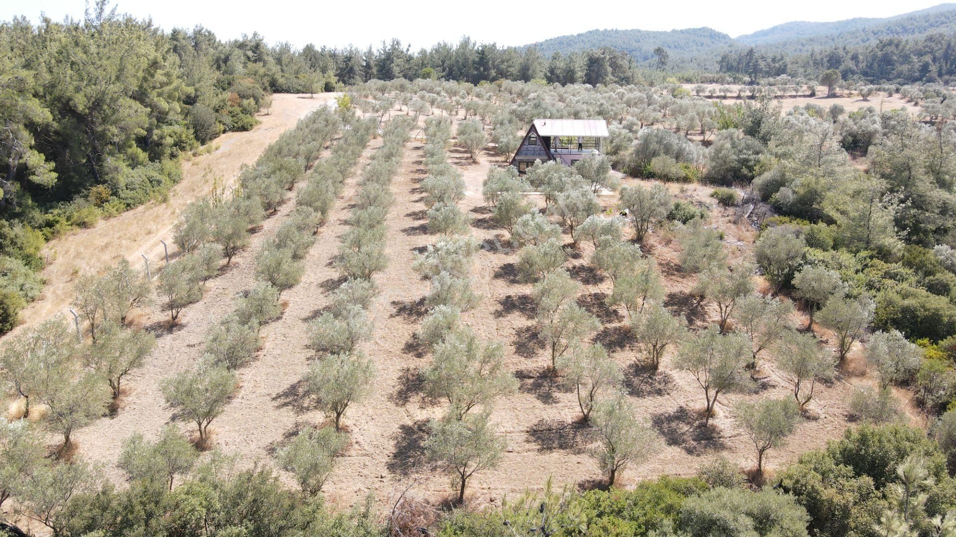 İzmir Ataköy'de Satılık Tek Tapu 2.260 M2 Muhteşem Dağ Evi Zeytinlik - Görsel 8