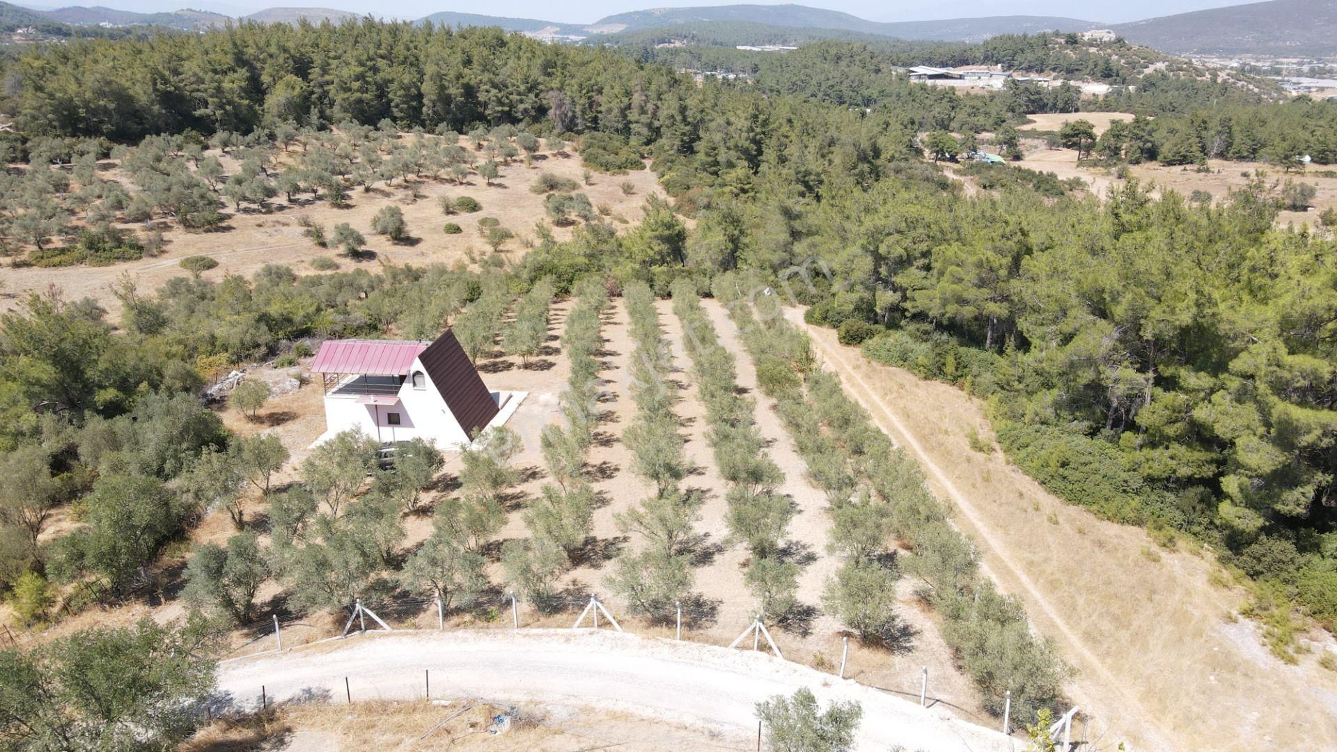 İzmir Ataköy'de Satılık Tek Tapu 2.260 M2 Muhteşem Dağ Evi Zeytinlik - Görsel 28