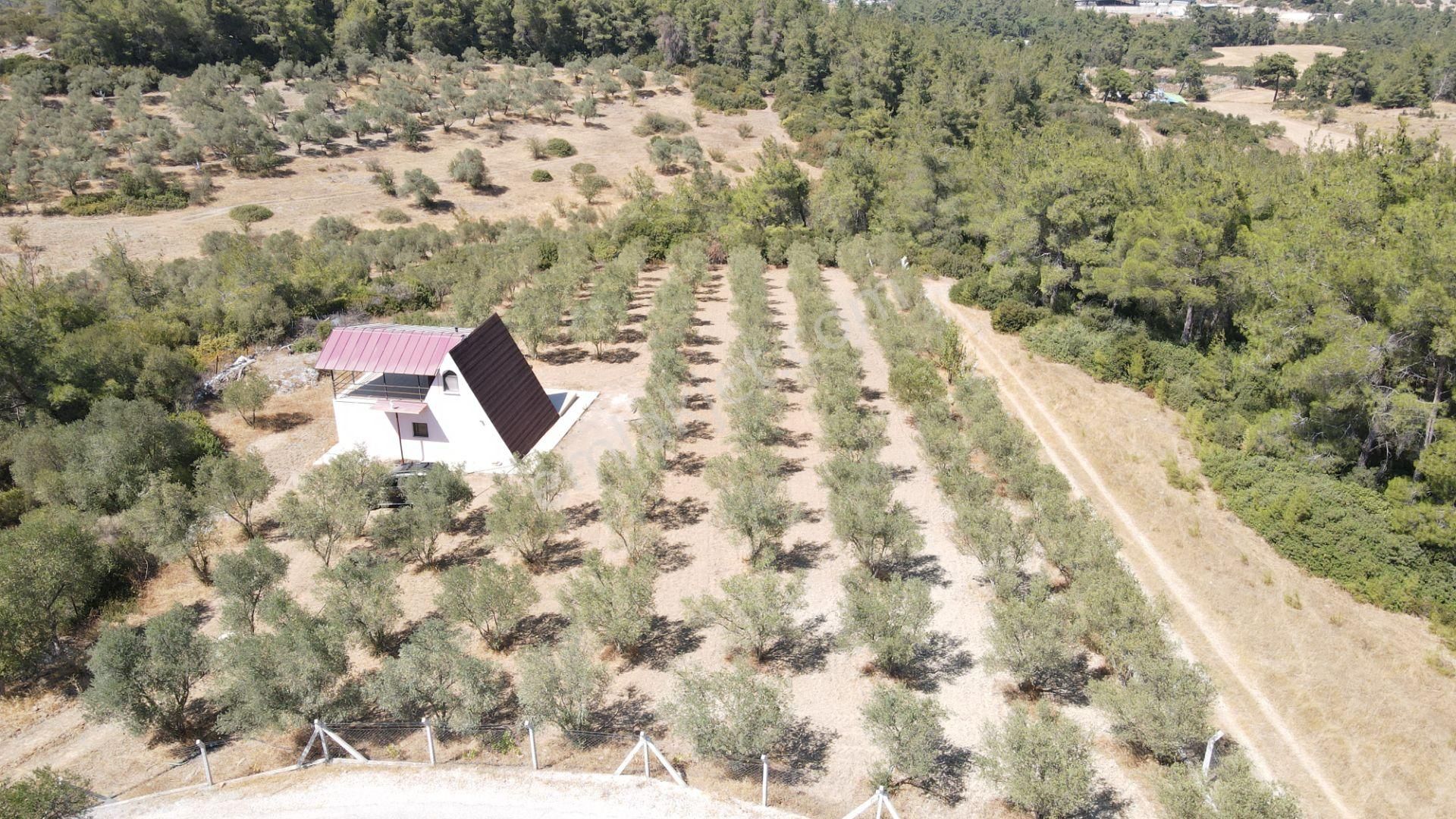 İzmir Ataköy'de Satılık Tek Tapu 2.260 M2 Muhteşem Dağ Evi Zeytinlik - Görsel 2