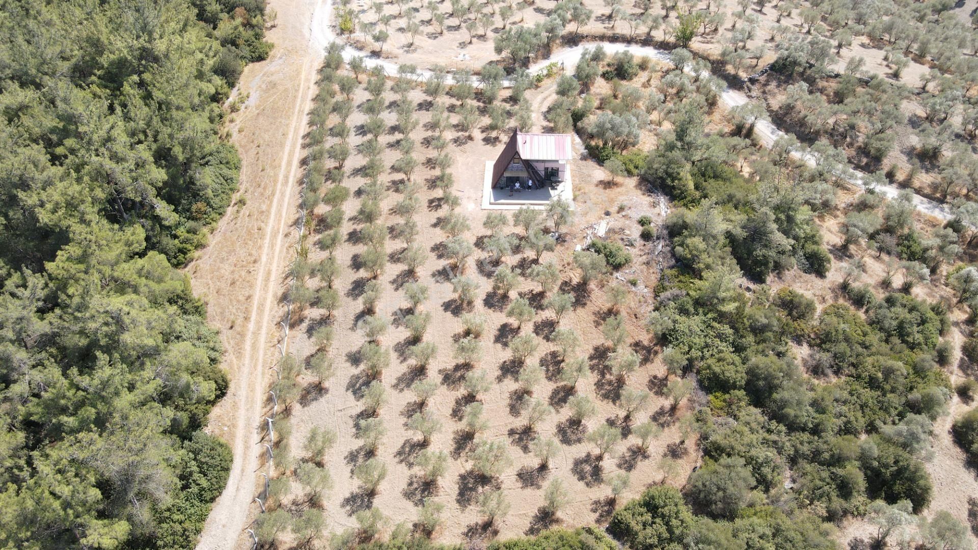 İzmir Ataköy'de Satılık Tek Tapu 2.260 M2 Muhteşem Dağ Evi Zeytinlik - Görsel 9